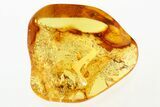 Detailed Fossil Moss (Bryophyta) In Baltic Amber #275419-1